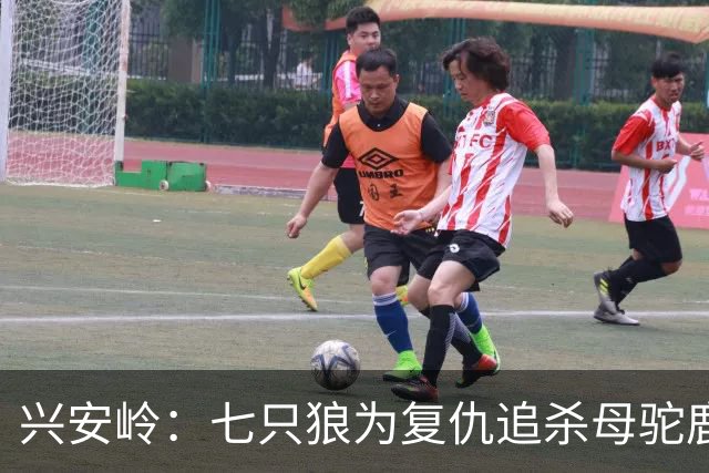 兴安岭：七只狼为复仇追杀母驼鹿，却遭遇求爱的公驼鹿的生死挑战
